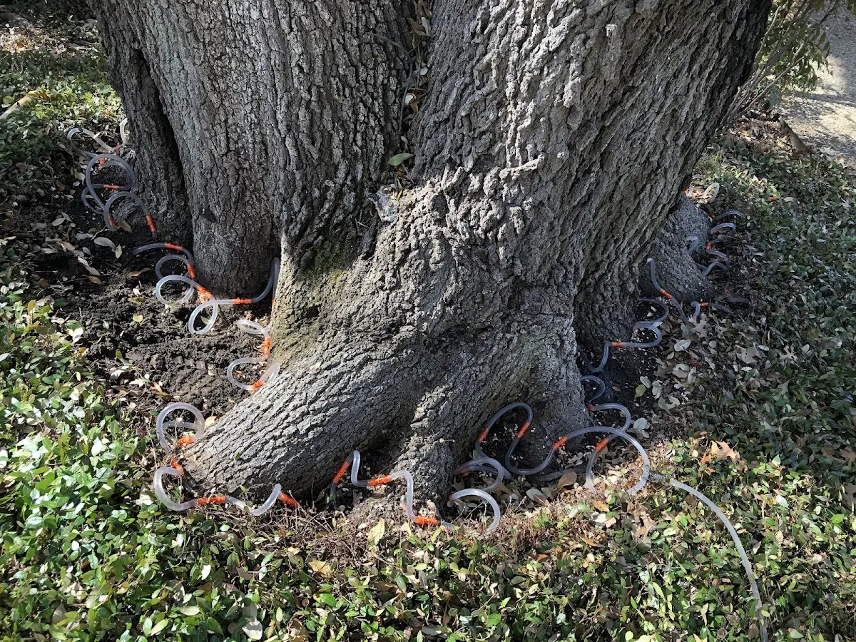 Detailed Tree Cabling and Bracing job site in White Mountain Lake