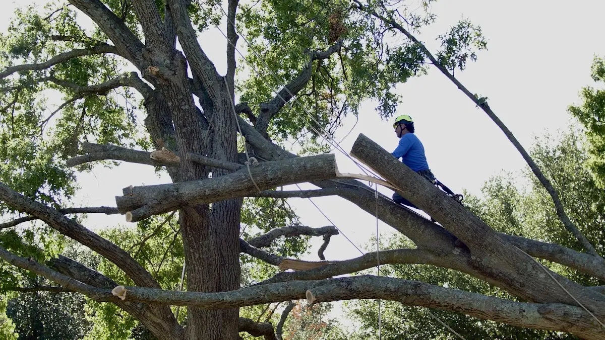 Professional Crown Thinning performed by certified arborists in White Mountain Lake