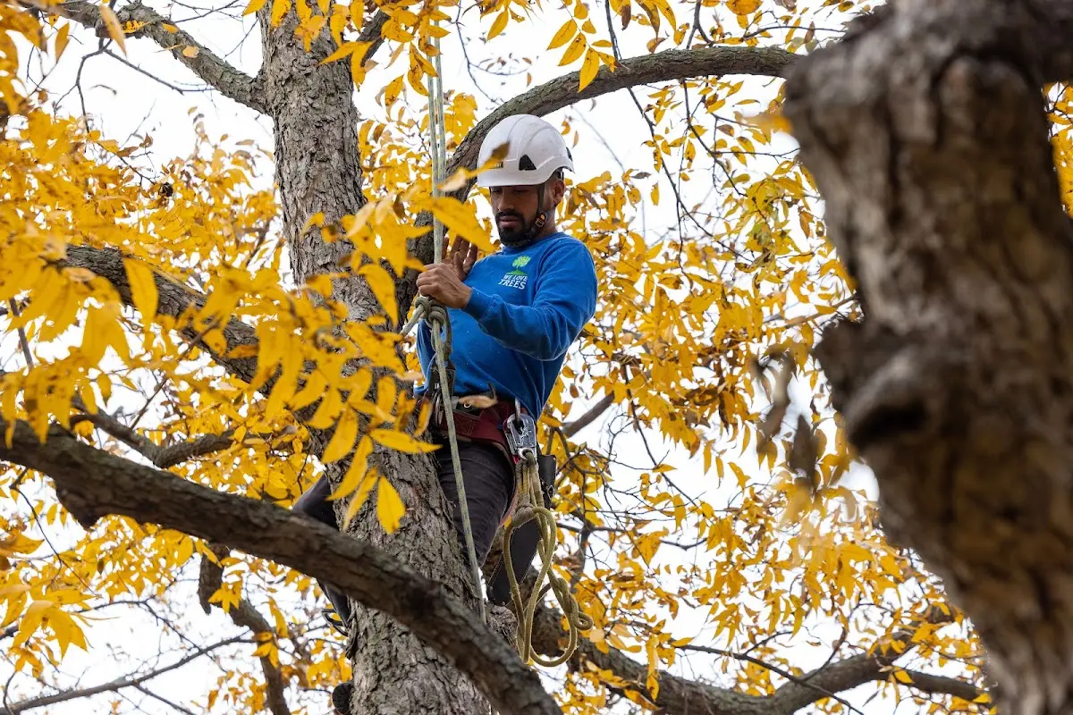 Skilled Tree Planing crew working in White Mountain Lake