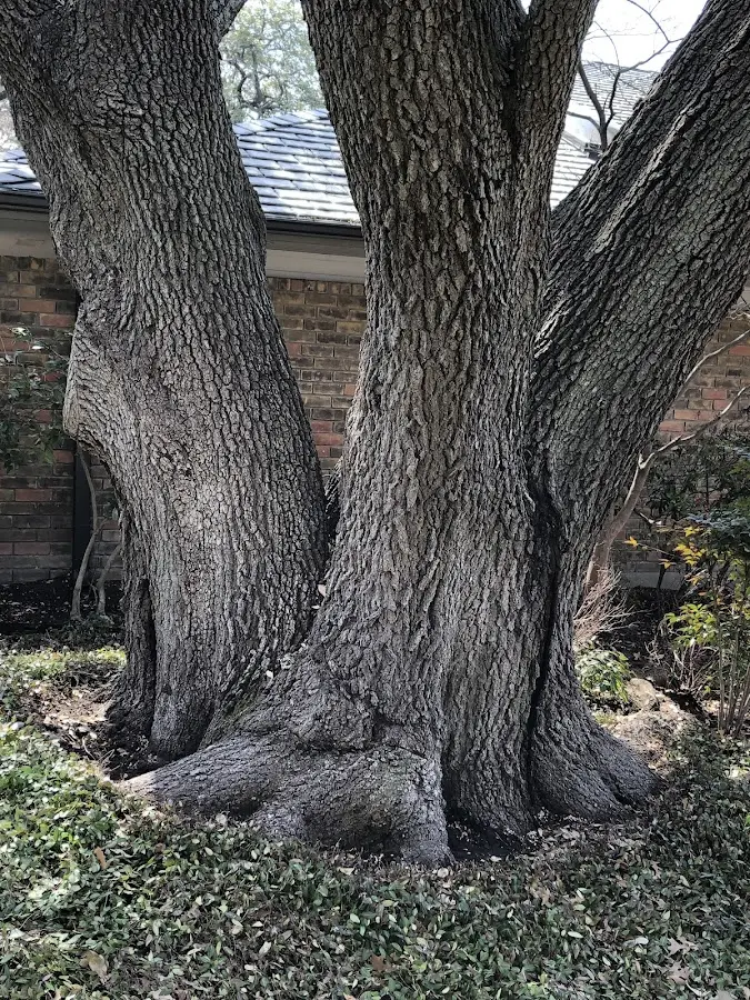 Mature heritage tree close to a White Mountain Lake property cared for by certified arborists